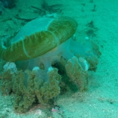 Catostylus mosaicus at Merimbula, NSW - 31 Mar 2020 12:30 PM