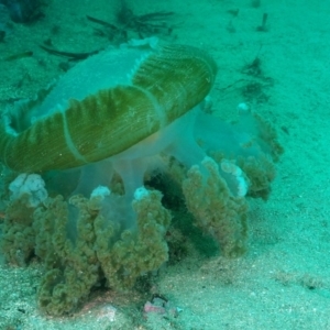 Catostylus mosaicus at Merimbula, NSW - 31 Mar 2020