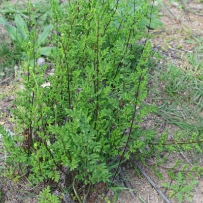 Cheilanthes sieberi (Rock Fern) at Mount Mugga Mugga - 1 Apr 2020 by Mike