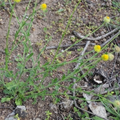 Calotis lappulacea (Yellow Burr Daisy) at Symonston, ACT - 1 Apr 2020 by Mike