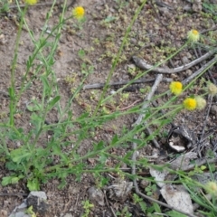 Calotis lappulacea (Yellow Burr Daisy) at Mount Mugga Mugga - 1 Apr 2020 by Mike