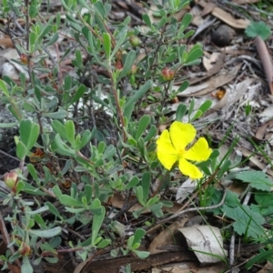 Hibbertia obtusifolia at Garran, ACT - 1 Apr 2020