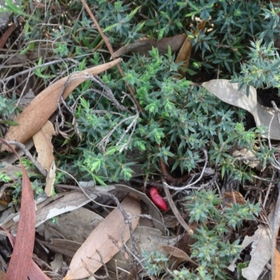 Astroloma humifusum (Cranberry Heath) at Mount Mugga Mugga - 1 Apr 2020 by Mike