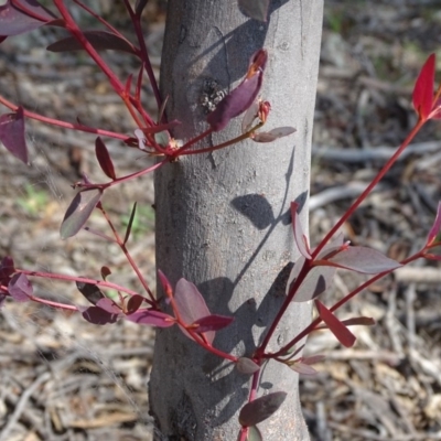 Eucalyptus sp. (A Gum Tree) at Mount Mugga Mugga - 1 Apr 2020 by Mike