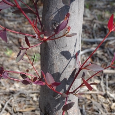Eucalyptus (genus) (A Gum Tree) at Garran, ACT - 1 Apr 2020 by Mike
