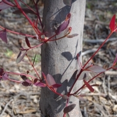 Eucalyptus sp. (A Gum Tree) at Mount Mugga Mugga - 1 Apr 2020 by Mike