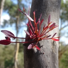 Eucalyptus sp. at Garran, ACT - 1 Apr 2020