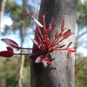 Eucalyptus sp. at Garran, ACT - 1 Apr 2020