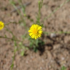 Calotis lappulacea (Yellow Burr Daisy) at Symonston, ACT - 1 Apr 2020 by Mike