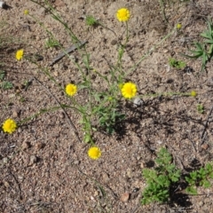 Calotis lappulacea at Symonston, ACT - 1 Apr 2020