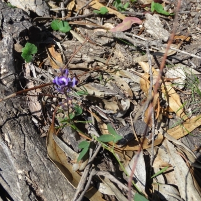 Glycine tabacina (Variable Glycine) at Mount Mugga Mugga - 1 Apr 2020 by Mike