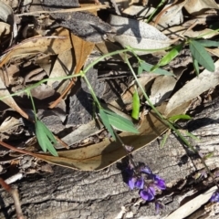 Glycine tabacina at Symonston, ACT - 1 Apr 2020 03:10 PM