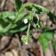 Hackelia suaveolens at Symonston, ACT - 1 Apr 2020