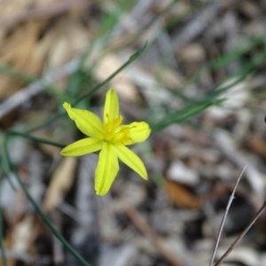 Tricoryne elatior at Symonston, ACT - 1 Apr 2020