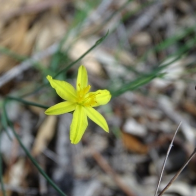 Tricoryne elatior (Yellow Rush Lily) at Mount Mugga Mugga - 1 Apr 2020 by Mike