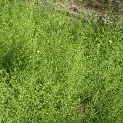 Dittrichia graveolens (Stinkwort) at Mount Mugga Mugga - 1 Apr 2020 by Mike