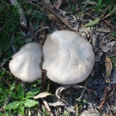 Agaricus sp. (Agaricus) at Mount Mugga Mugga - 1 Apr 2020 by Mike