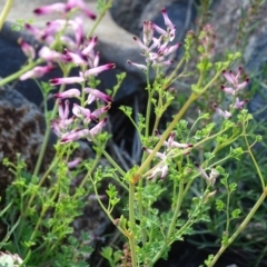 Fumaria sp. (Fumitory) at Jerrabomberra, ACT - 1 Apr 2020 by Mike