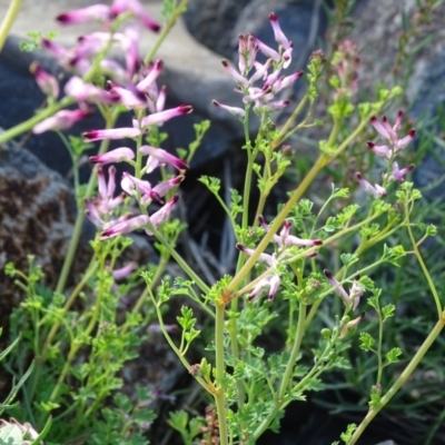 Fumaria sp. (Fumitory) at Mount Mugga Mugga - 1 Apr 2020 by Mike