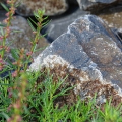 Haloragis heterophylla (Variable Raspwort) at Jerrabomberra, ACT - 1 Apr 2020 by Mike