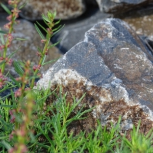 Haloragis heterophylla at Jerrabomberra, ACT - 1 Apr 2020