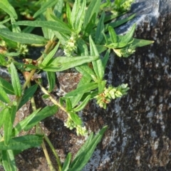 Persicaria prostrata (Creeping Knotweed) at Jerrabomberra, ACT - 1 Apr 2020 by Mike