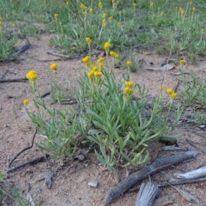 Chrysocephalum apiculatum at O'Malley, ACT - 1 Apr 2020