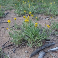 Chrysocephalum apiculatum (Common Everlasting) at O'Malley, ACT - 1 Apr 2020 by Mike