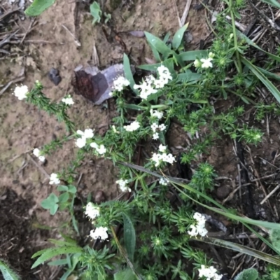 Asperula conferta (Common Woodruff) at Palmerston, ACT - 2 Apr 2020 by walter