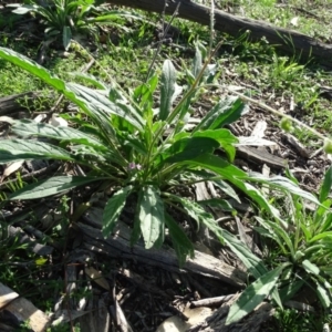 Cynoglossum australe at O'Malley, ACT - 1 Apr 2020