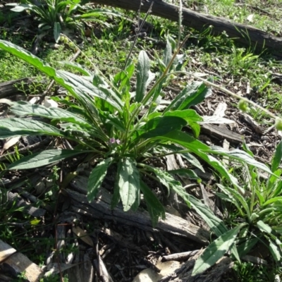 Cynoglossum australe (Australian Forget-me-not) at O'Malley, ACT - 1 Apr 2020 by Mike