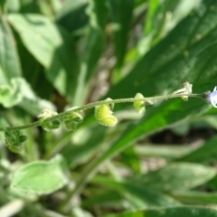 Cynoglossum australe at O'Malley, ACT - 1 Apr 2020