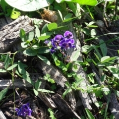 Glycine tabacina (Variable Glycine) at Mount Mugga Mugga - 1 Apr 2020 by Mike