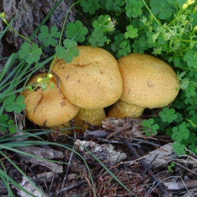 Gymnopilus junonius (Spectacular Rustgill) at Mount Mugga Mugga - 1 Apr 2020 by Mike