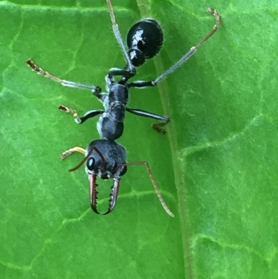 Myrmecia tarsata (Bull ant or Bulldog ant) at EDM Private Property - 8 Mar 2020 by Evelynm