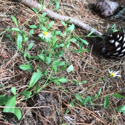 Brachyscome mittagongensis at Bundanoon - 28 Mar 2020 by ESP