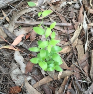 Asparagus asparagoides at Exeter - 28 Mar 2020