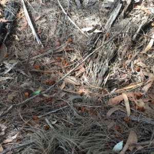 Calyptorhynchus lathami lathami at Bundanoon, NSW - suppressed