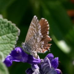 Theclinesthes serpentata (Saltbush Blue) at Page, ACT - 1 Apr 2020 by dimageau