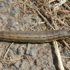 Mythimna (Pseudaletia) convecta (Common Armyworm) at Latham, ACT - 1 Apr 2020 by Christine