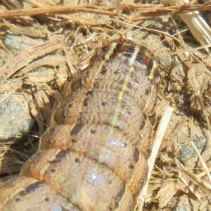 Mythimna (Pseudaletia) convecta at Latham, ACT - 1 Apr 2020