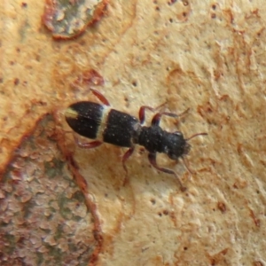 Lemidia accincta at Latham, ACT - 1 Apr 2020