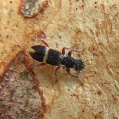 Lemidia accincta (Clerid beetle) at Latham, ACT - 1 Apr 2020 by Christine