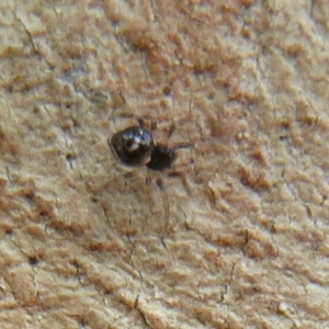 Theridiidae (family) at Latham, ACT - 1 Apr 2020