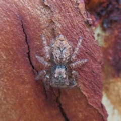 Servaea incana (Hoary Servaea) at Latham, ACT - 1 Apr 2020 by Christine