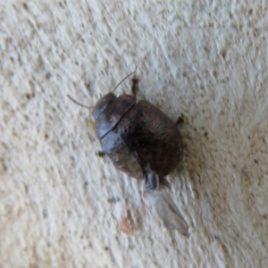 Trachymela sp. (genus) at Latham, ACT - 1 Apr 2020