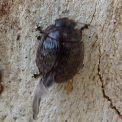 Trachymela sp. (genus) at Latham, ACT - 1 Apr 2020