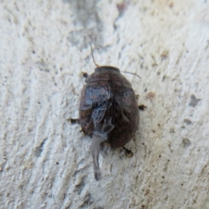 Trachymela sp. (genus) at Latham, ACT - 1 Apr 2020