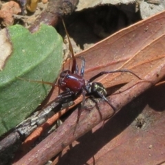 Habronestes sp. (genus) (An ant-eating spider) at Latham, ACT - 1 Apr 2020 by Christine
