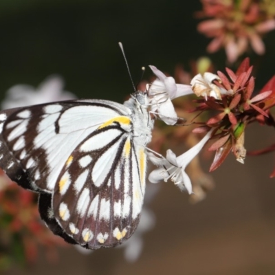 Belenois java (Caper White) at Evatt, ACT - 1 Apr 2020 by TimL